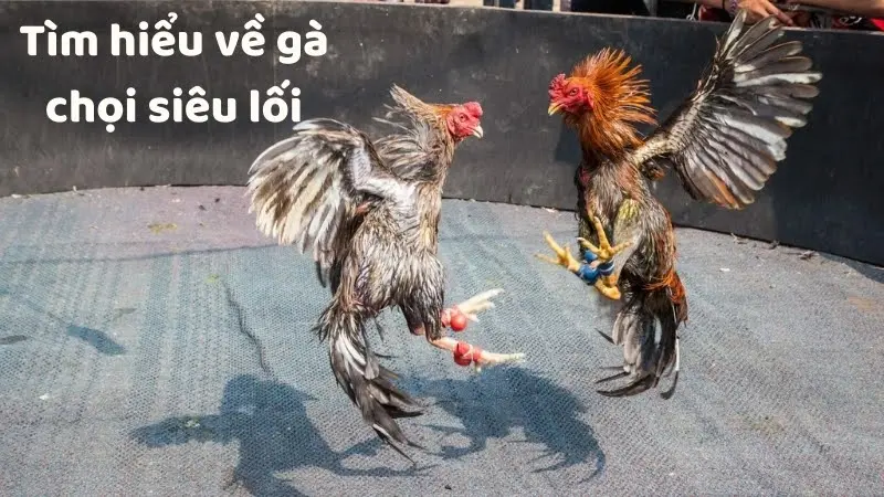 lối đá gà chọi hay 04 lối đá gà chọi hay 04