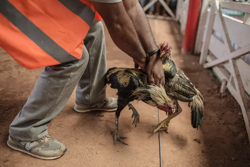 Sức Hút Của Cá Cược Đá Gà Tại Sky88