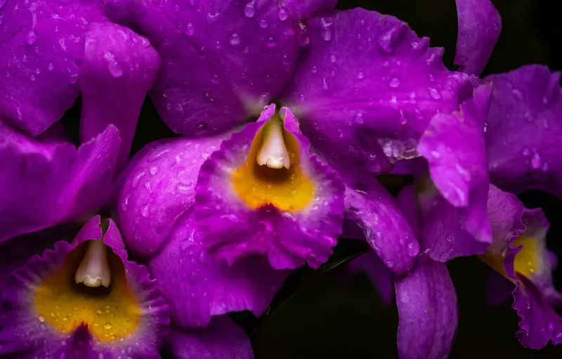 Avatar màu tím mang thông điệp ý nghĩa và cảm xúc sâu sắc