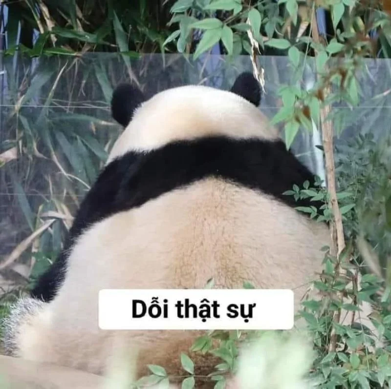 Meme tức giận cute chỉ muốn làm hòa ngay Meme tức giận cute chỉ muốn làm hòa ngay