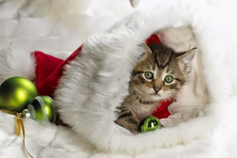 Mèo cute meme cực dễ thương khiến ai cũng yêu thích