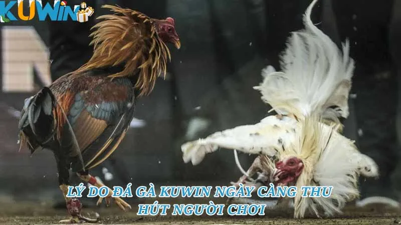 Lý do đá gà kuwin ngày càng thu hút người chơi Lý do đá gà kuwin ngày càng thu hút người chơi