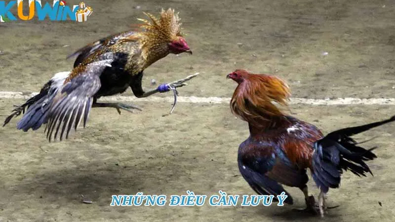 Những điều cần lưu ý Những điều cần lưu ý