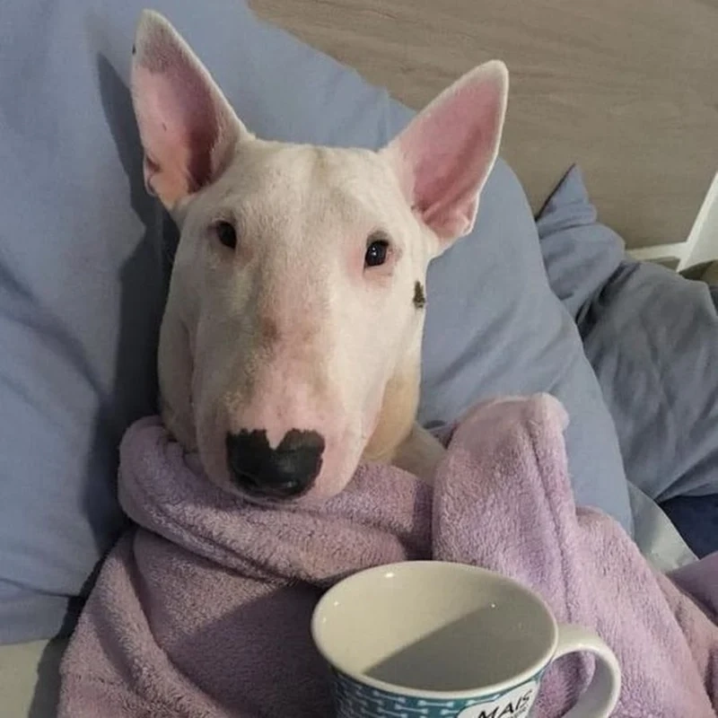 Ảnh con chó meme hài hước khiến bạn cười nghiêng ngả