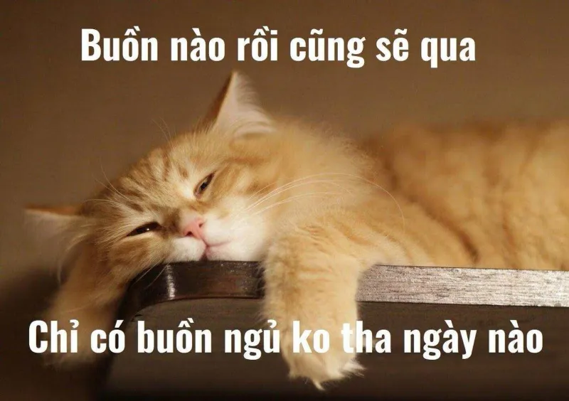 Meme đi ngủ đi siêu lầy, tạo cảm giác hài hước khó quên.