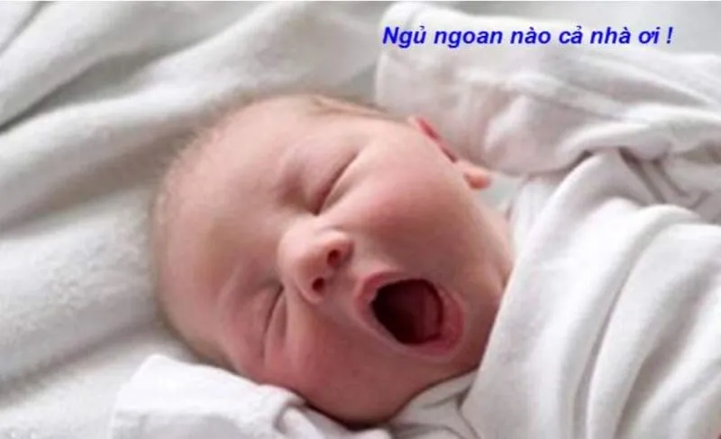 Meme nằm ngủ đáng yêu, tạo cảm giác dễ chịu.