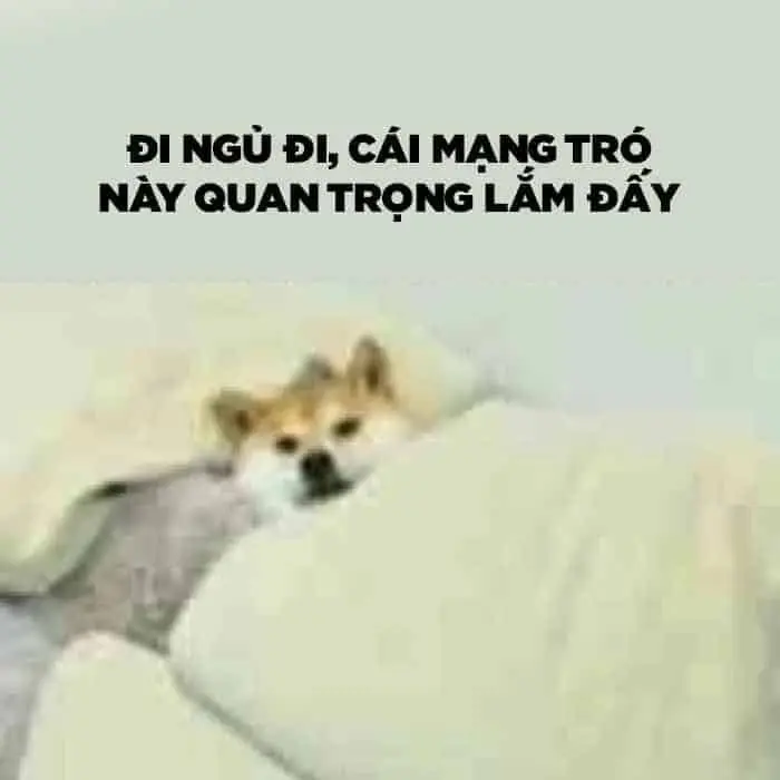 Meme mèo buồn ngủ cực cute, rất được yêu thích.