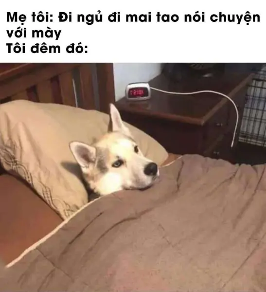 Meme mèo buồn ngủ cực cute, rất được yêu thích.