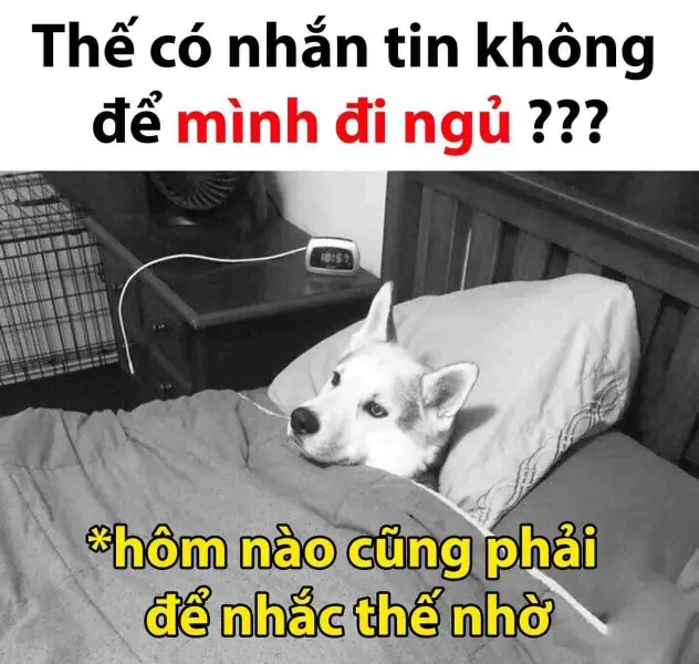 Ngủ đi meme hài hước, giúp bài đăng thêm phần thú vị.