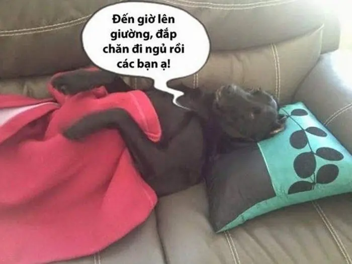 Mới ngủ dậy meme siêu lầy, rất được yêu thích.