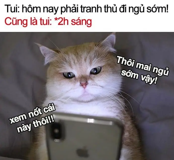 Meme mèo ngủ dậy ngộ nghĩnh, phù hợp cho bài đăng hài.