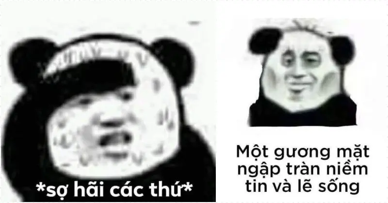 Ảnh hài hước meme gấu trúc độc đáo, lan tỏa niềm vui.