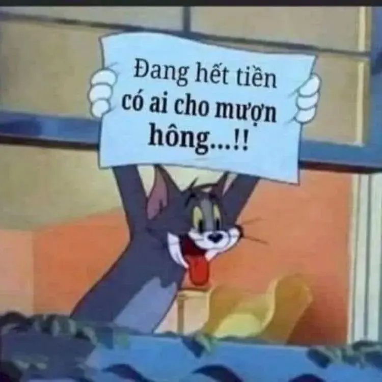 Mèo meme xin tiền hài hước và dễ thương trong mọi góc nhìn.