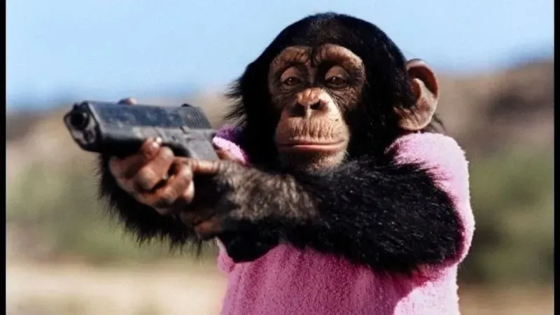 Meme khỉ hài hước khiến bạn bật cười ngay lập tức