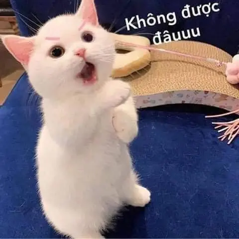 Thấy gì không meme hài hước trong từng chi tiết.Thấy gì không meme hài hước trong từng chi tiết. 