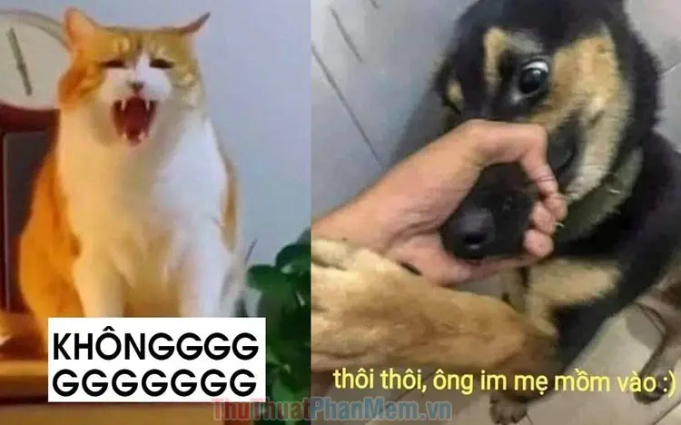 Seen không rep tin nhắn meme khiến ai cũng đồng cảm.