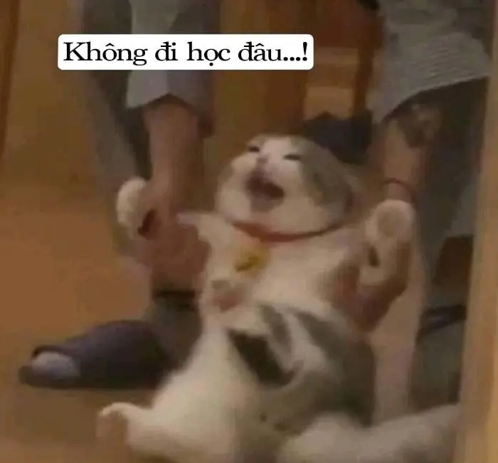 Không biết nói gì meme biểu cảm đáng yêu hài hước.