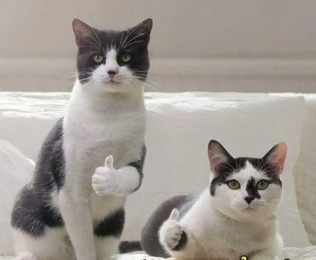 Meme like - Những ảnh meme gây sốt trên mạng