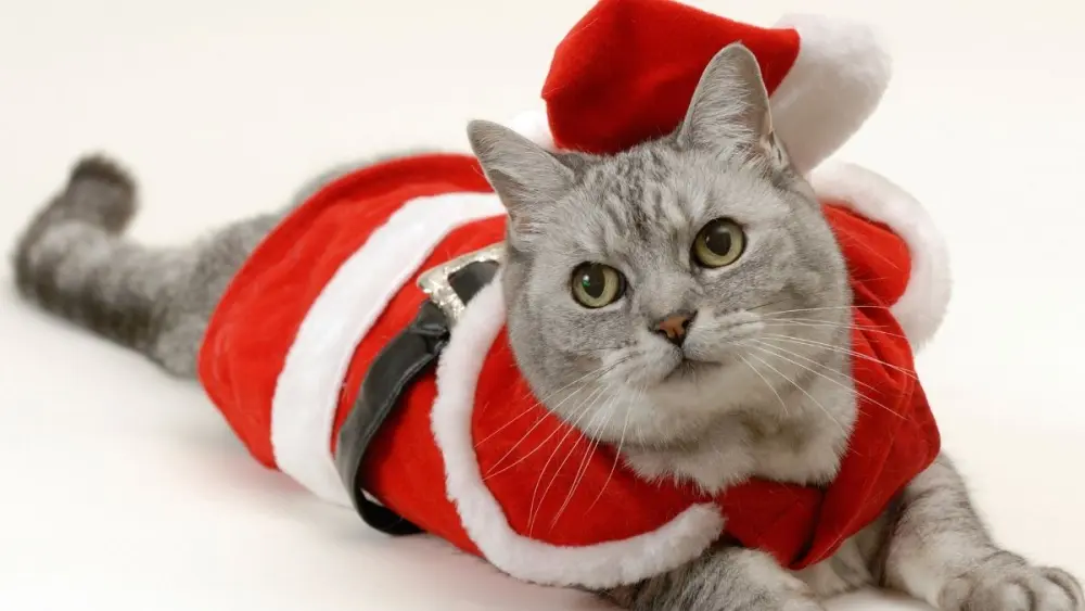 Mèo Noel meme - Những khoảnh khắc vui nhộn và đáng yêu