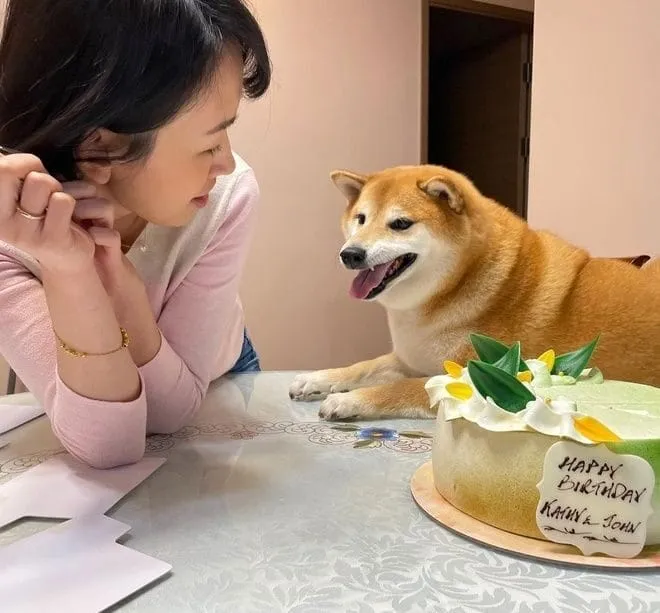 Doge shiba inu dog meme gây sốt cộng đồng mạng.