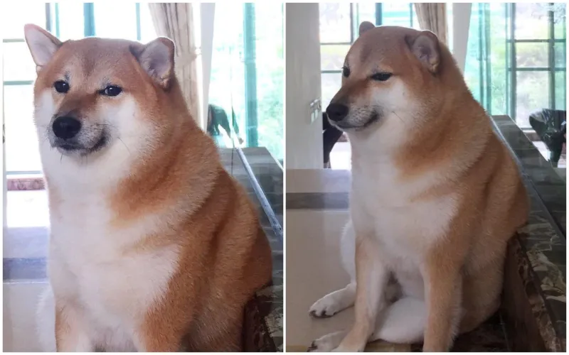 Ảnh shiba meme sáng tạo cho những khoảnh khắc vui vẻ.