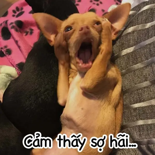 Ảnh meme sợ hãi tạo điểm nhấn cho câu chuyện của bạn.