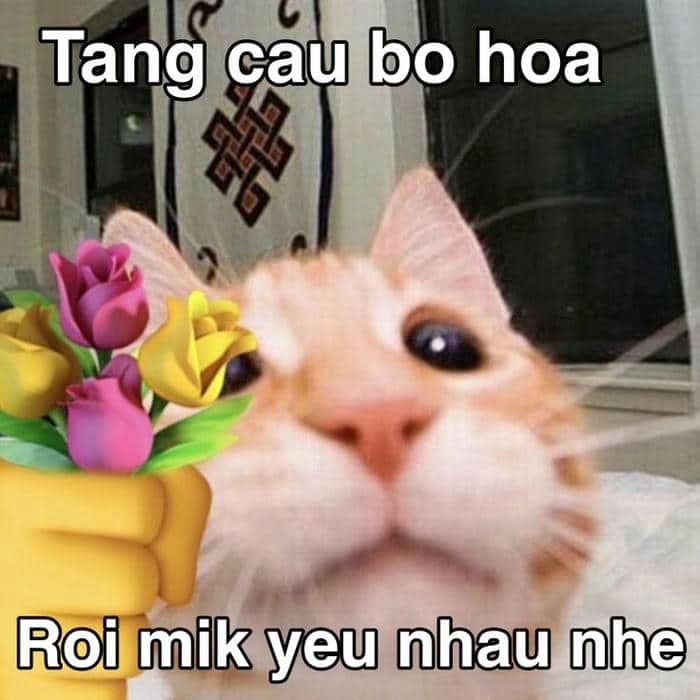 Chọn con tim hay là nghe lý trí meme khiến bạn bật cười.