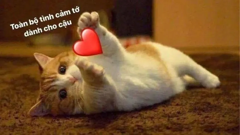 Tận hưởng nụ cười với ảnh meme tình yêu cute.