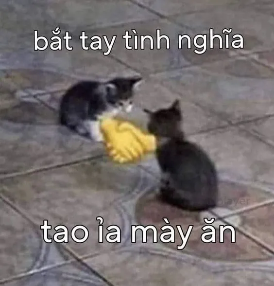 Chế meme việt nam là "mỏ vàng" ý tưởng dành cho các bạn trẻ sáng tạo.