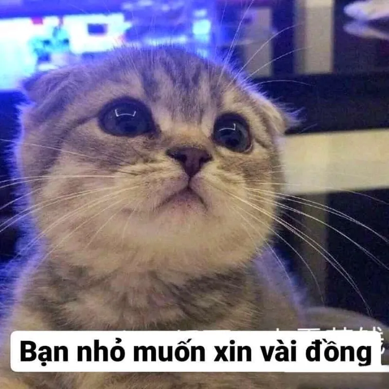 Code meme sea tiền tạo nên sự thú vị và độc đáo với mỗi hình ảnh!