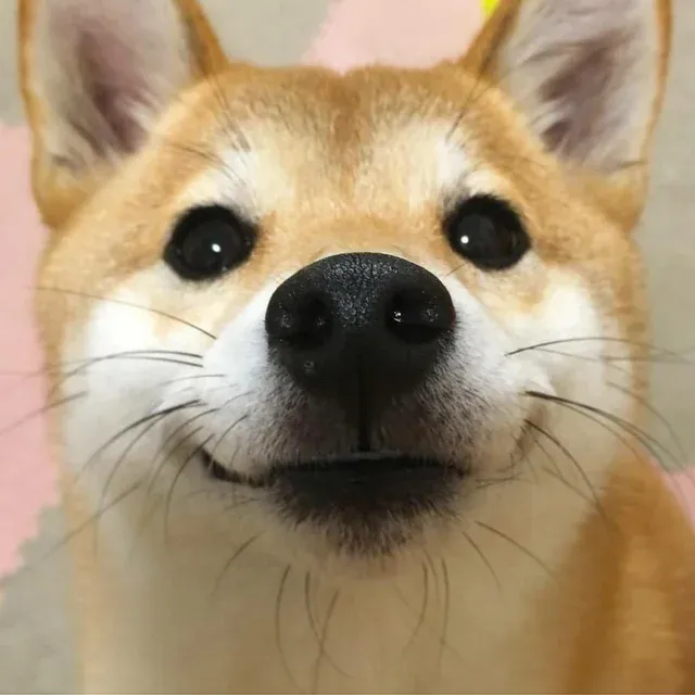 Shiba meme vn ngộ nghĩnh, dễ gây cười.