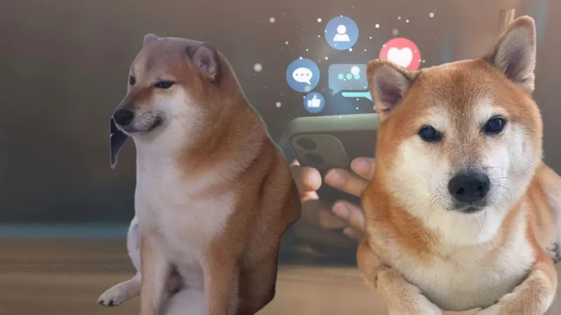 Chó shiba cười meme ngộ nghĩnh, đầy hài hước.