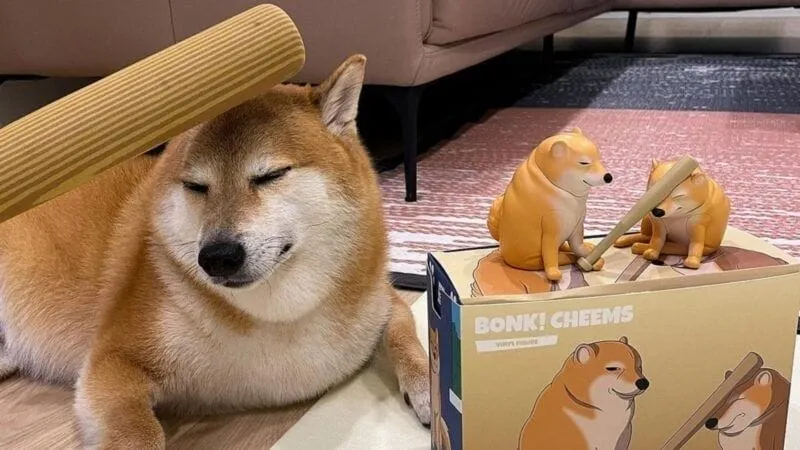 Hình chó shiba meme độc đáo, dễ gây chú ý.