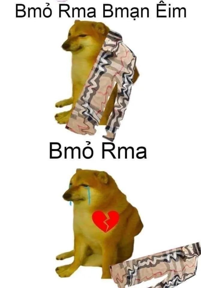 Shiba meme chó shiba siêu đáng yêu, thu hút.