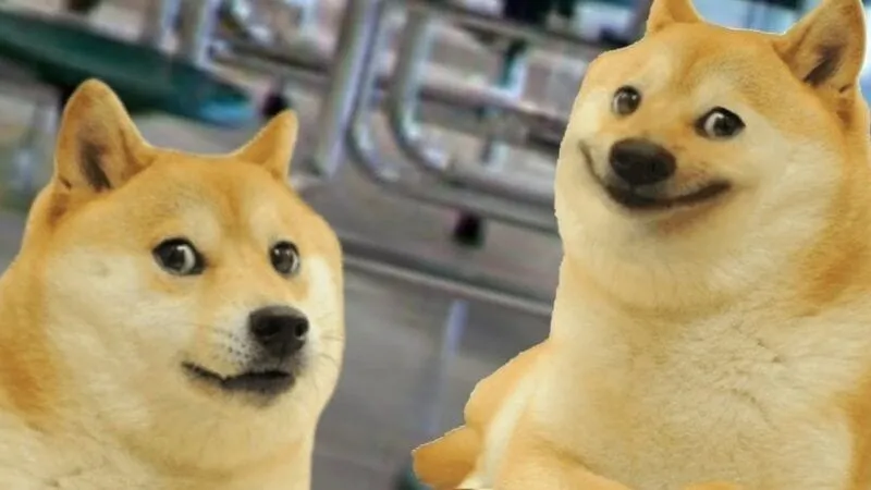 Shiba cheems meme vietnam hài hước, biểu cảm thú vị.