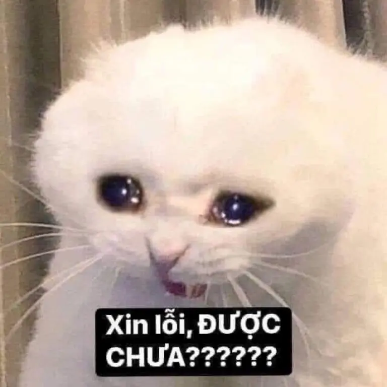 Tôi xin lỗi meme siêu hài, biểu cảm độc lạ.