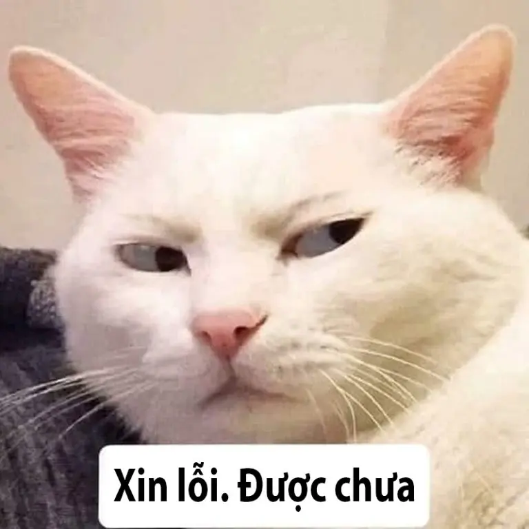 Ảnh mèo meme xin lỗi siêu ngầu, dễ thương.