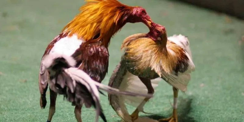 Đá gà Uk88 là gì? Đá gà Uk88 là gì?