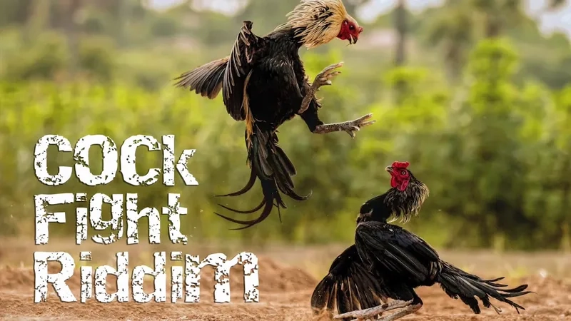  Điều kiện nhận khuyến mãi đá gà BJ88 cần lưu ý  