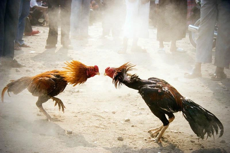 Luật Chơi Đá Gà Miền Tây – Bí Quyết Để Thắng Lớn