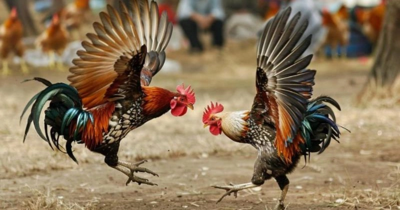 Kinh Nghiệm Soi Kèo và Đặt Cược Gà Tre Trên Hi88
