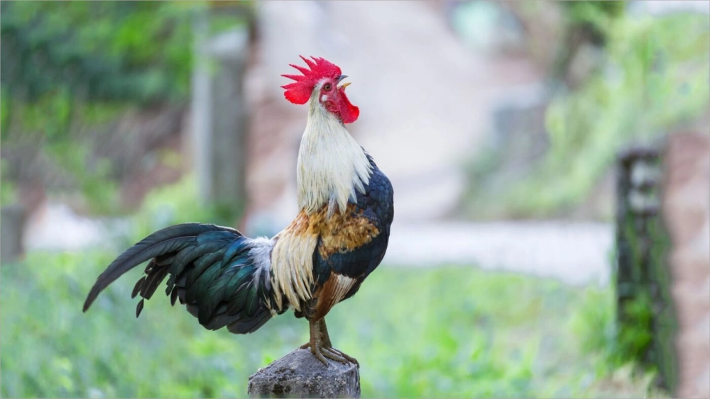 Bí Quyết Chọn Gà Tre Chiến Đấu Đỉnh Cao