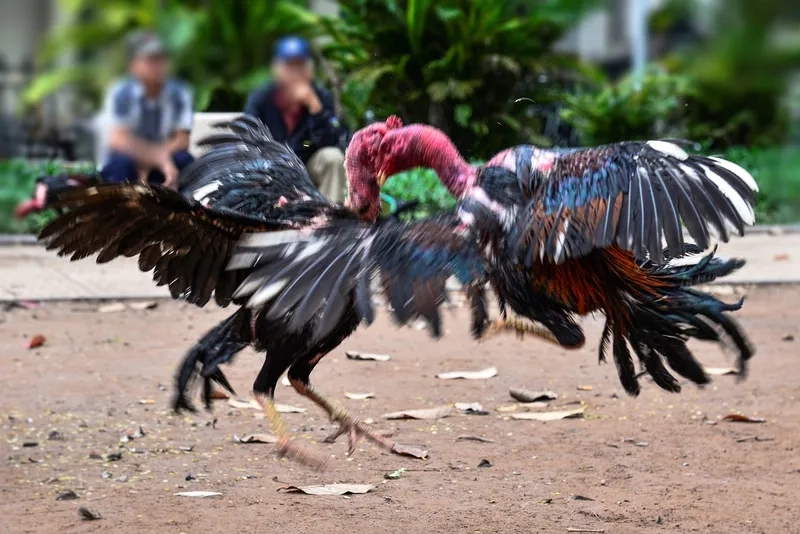  Thời điểm nhận khuyến mãi đá gà BJ88 tối ưu nhất 