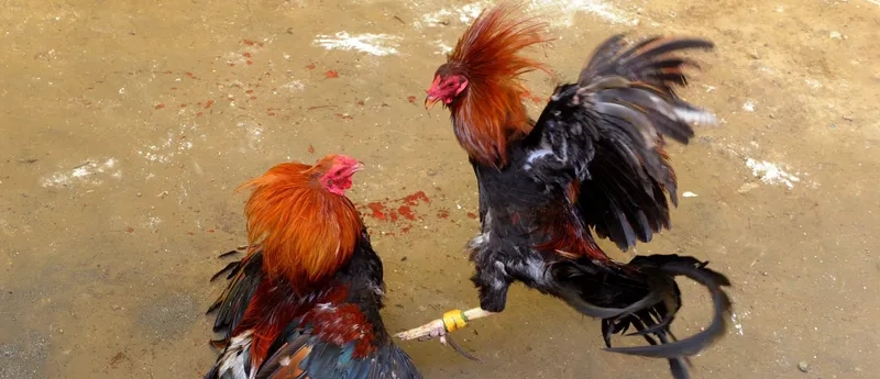  Nâng cao tỷ lệ thắng với mẹo quản lý vốn khi chơi đá gà BJ88.