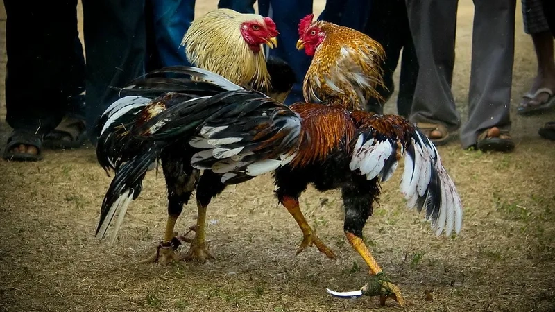  Hướng dẫn đơn giản cho người mới tại Đá Gà BJ88.