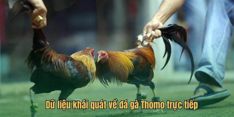 Dữ liệu khái quát về đá gà Thomo trực tiếp
