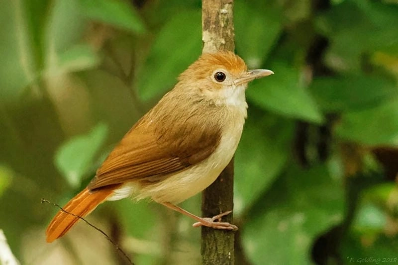 Chế độ dinh dưỡng cân bằng giúp giọng hót trong trẻo