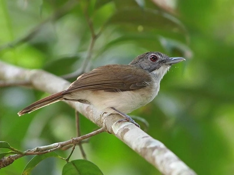 Phòng bệnh định kỳ để bảo vệ giọng hót như chuông bạc