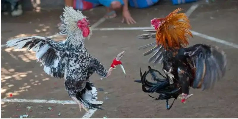 Kỹ thuật đặt cược đá gà để không “cháy ví”