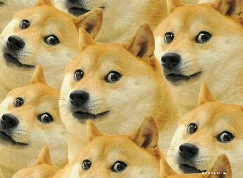 Ảnh meme chú chó với ánh mắt hoang mang, bối rối trước một tình huống khó hiểu